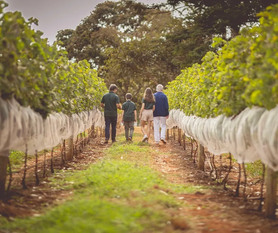 Imagem da Vinicola