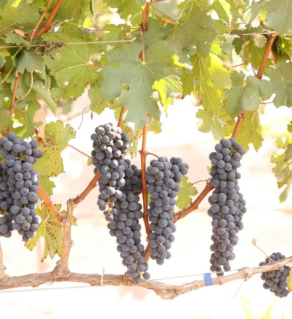 Imagem da Vinicola